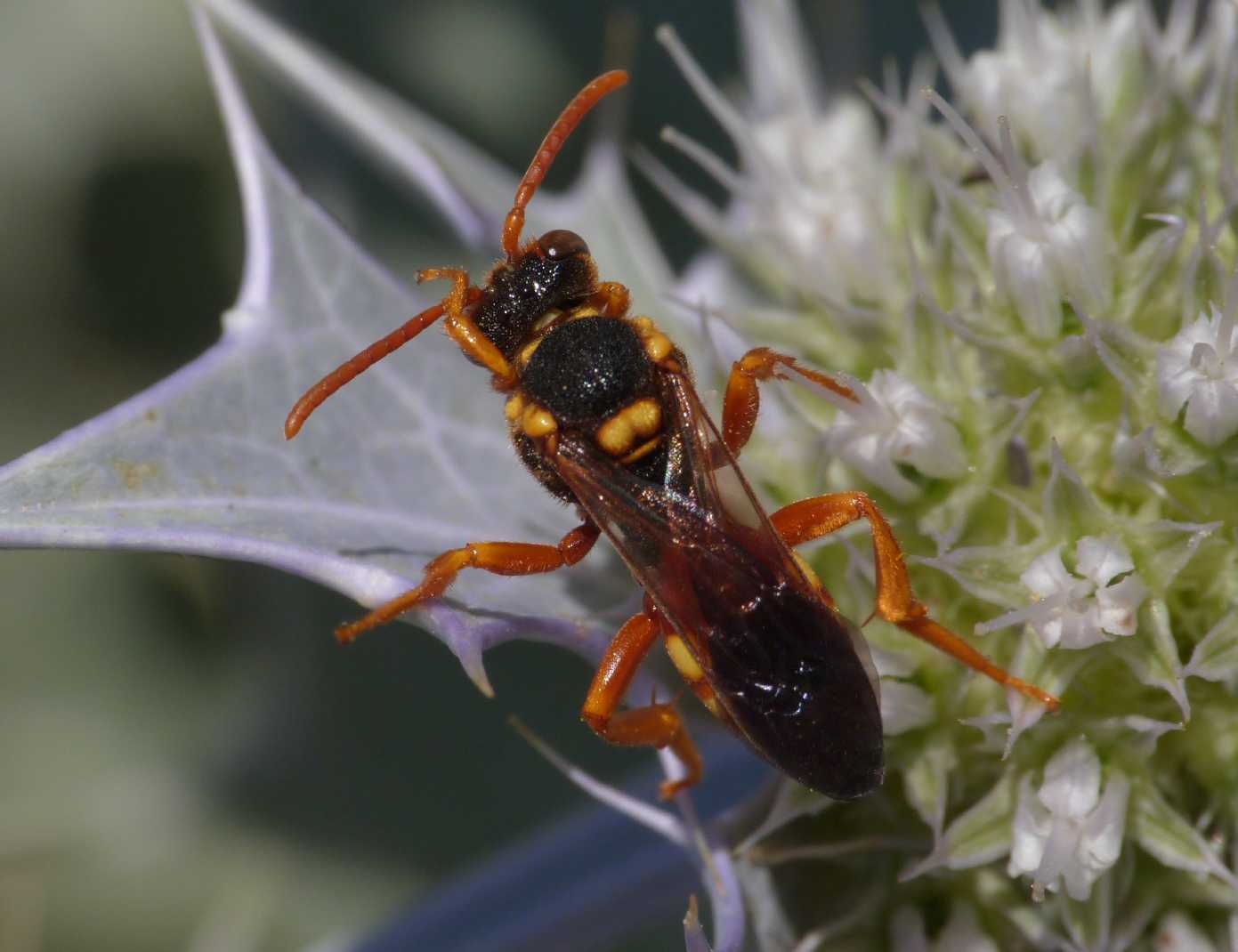 Nomada numida - Porto Liscia (OT)